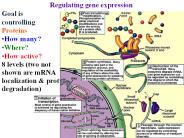 Regulating%20gene%20expression