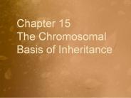 Chapter 15     The Chromosomal Basis of Inheritance