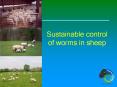 Sustainable control of worms in sheep PowerPoint PPT Presentation