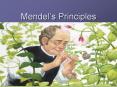 Mendel PowerPoint PPT Presentation