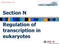 Section%20N%20%20Regulation%20of%20transcription%20in%20eukaryotes PowerPoint PPT Presentation