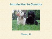 Introduction to Genetics