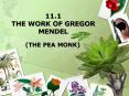 11.1 THE WORK OF GREGOR MENDEL PowerPoint PPT Presentation