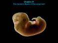 Chapter 21 The Genetic Basis of Development PowerPoint PPT Presentation