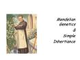 Mendelian Genetics PowerPoint PPT Presentation