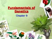 Fundamentals of Genetics