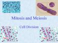 Mitosis and Meiosis PowerPoint PPT Presentation