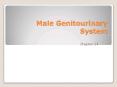 Male Genitourinary System PowerPoint PPT Presentation