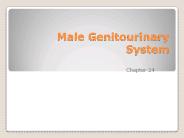 Male Genitourinary System