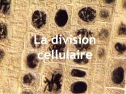 La division cellulaire