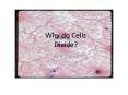Why do Cells    Divide? PowerPoint PPT Presentation