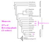 Petaloid Monocots