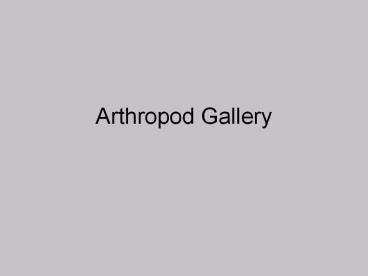 Arthropod%20Gallery