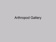 Arthropod%20Gallery