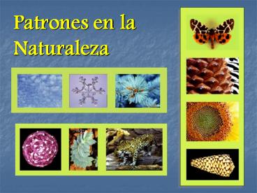 Patrones en la Naturaleza