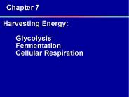 Harvesting Energy:  Glycolysis Fermentation Cellular Respiration