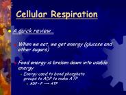 Cellular Respiration