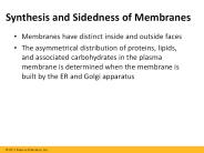 Synthesis and Sidedness of Membranes