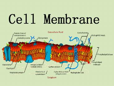 Cell Membrane