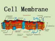 Cell Membrane