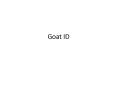 Goat ID PowerPoint PPT Presentation