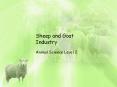 Sheep%20and%20Goat%20Industry PowerPoint PPT Presentation