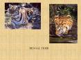 BENGAL TIGER PowerPoint PPT Presentation