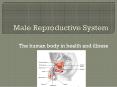 Male Reproductive System PowerPoint PPT Presentation
