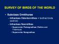 SURVEY%20OF%20BIRDS%20OF%20THE%20WORLD PowerPoint PPT Presentation