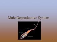 Male Reproductive System