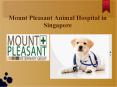 Mount Pleasant Animal Hospital in Singapore PowerPoint PPT Presentation