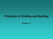Principles%20of%20Grafting%20and%20Budding