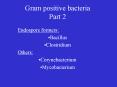 Gram positive bacteria Part 2 PowerPoint PPT Presentation