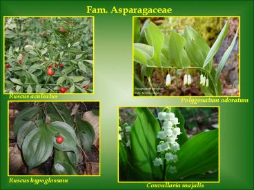 Fam.%20Asparagaceae