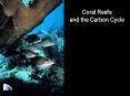 Coral Reefs and the Carbon Cycle PowerPoint PPT Presentation