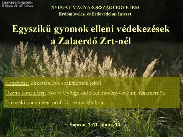 Egysziku gyomok elleni v
