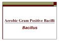 Aerobic Gram Positive Bacilli PowerPoint PPT Presentation