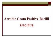 Aerobic Gram Positive Bacilli