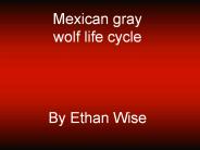 Mexican gray wolf life cycle