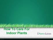 How To Care For Indoor Plants