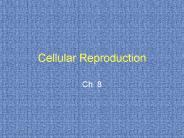 Cellular Reproduction