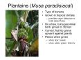Plantains (Musa paradisiacal) PowerPoint PPT Presentation