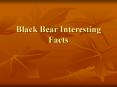 Black Bear Interesting Facts PowerPoint PPT Presentation