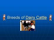 Breeds%20of%20Dairy%20Cattle