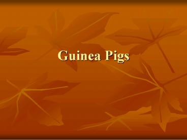 Guinea Pigs