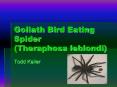 Goliath Bird Eating Spider (Theraphosa leblondi) PowerPoint PPT Presentation