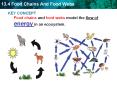 KEY CONCEPT Food chains and food webs model the flow of energy in an ecosystem. PowerPoint PPT Presentation