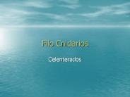 Filo Cnidarios