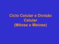 Ciclo Celular e Divis PowerPoint PPT Presentation