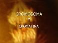 CROMOSOMA Y PowerPoint PPT Presentation